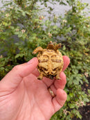 Burmese Star Tortoise 2026