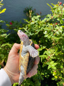 Ornate Diamondback Terrapin Female