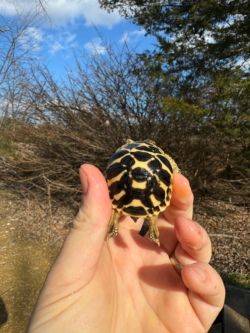 Sri Lankan Star Tortoise 2024