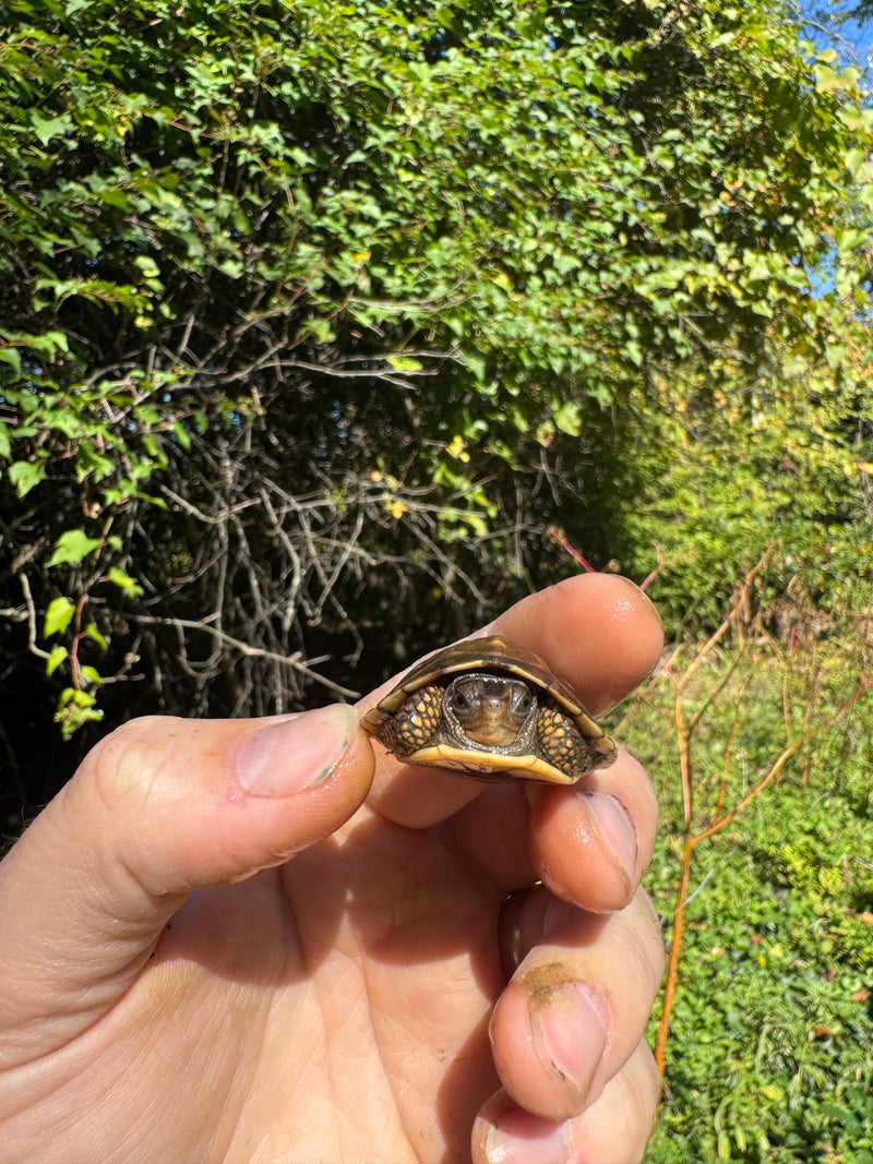 Hi Color Orange Baby Eastern Box Turtle