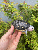 Ornate Flowerback Diamondback Terrapin Female
