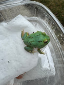 Radiant Blue Pacman Frog (Ceratophrys cranwelli)