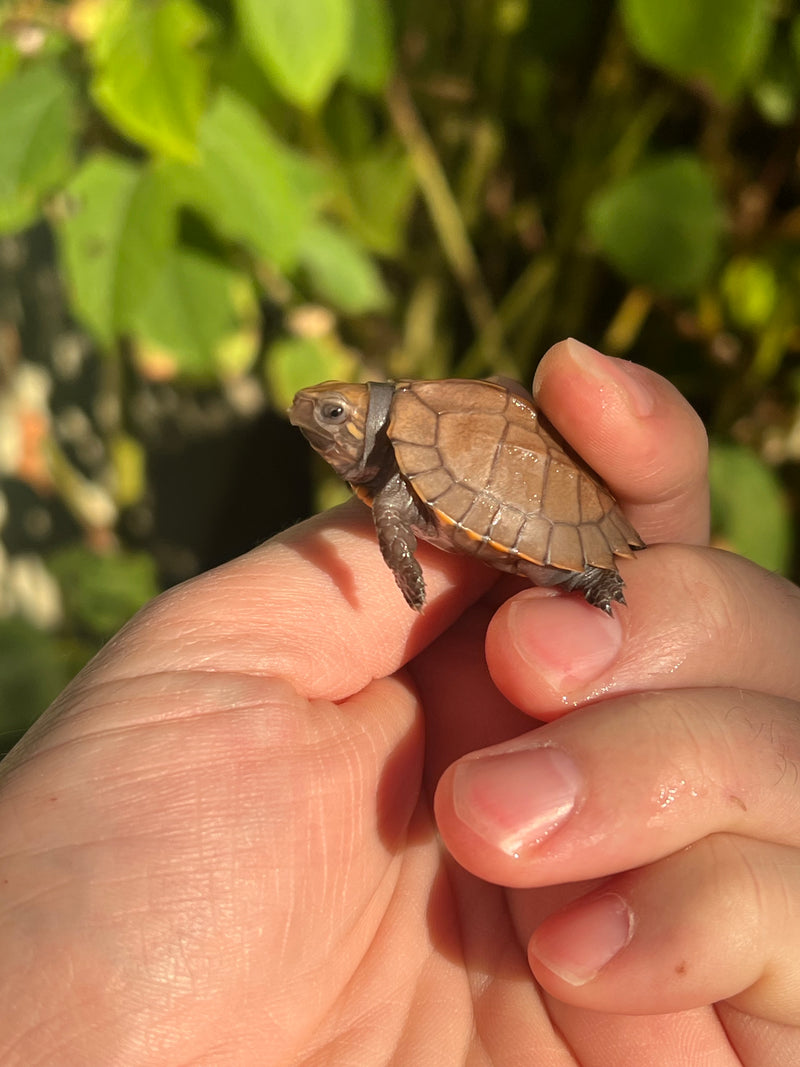 Cute Tortoises That Stay Small Serrated Box Turtle For Sale