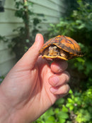Gulf Coast Box Turtle 2021 Female
