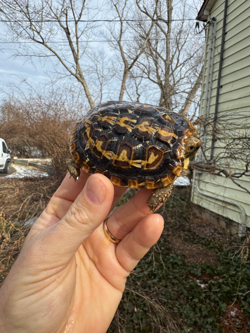 Pancake Tortoise Female #2603 (Malacochersus tornieri)