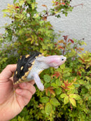 Ornate Diamondback Terrapin Female