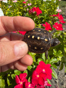 Hi Color Yellow Baby Eastern Box Turtle