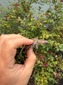 Hypomelanistic Common Snapping Turtle 2026