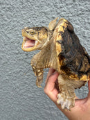 Hypomelanistic Common Snapping Turtle 2024