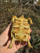 HI WHITE Leopard Tortoise 2024