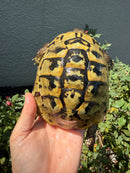 Eastern Hermann's Tortoise Adult Male