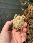 Leopard Tortoise 2024