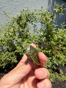 Florida Red Bellied Turtle X Peacock Slider