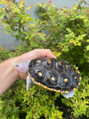 Ornate Diamondback Terrapin Female