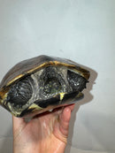 Reeves Turtles Adult Pair