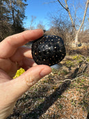 Spotted Turtle 2023 Female