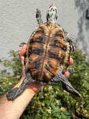 Concentric Diamondback Terrapin Adult Female