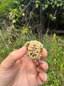 Hi Color Yellow Baby Eastern Box Turtle