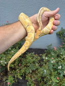 Banana Ball Python Mixed Morph Female