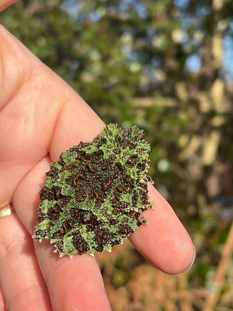 Vietnamese Mossy Tree Frog (Theloderma corticale)