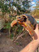 Barbados Red Foot Tortoise Adult Pair (Chelonoidis carbonaria)
