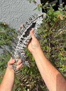 Blue Tegu Adult Female Breeder