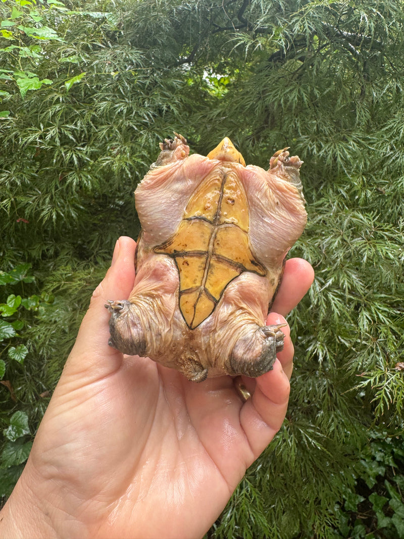Vampire Musk Turtle Adult Female