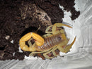 Giant Desert Hairy Scorpions (Hadrurus arizonensis)