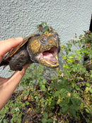 Chinese Big Head Turtle Adult Male