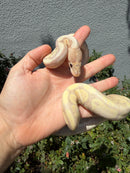 Banana Ball Python Mixed Morph Female