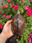 Reeves Turtles Adult Female