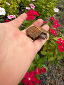 Hi Orange Vietnamese Black Breasted Leaf Turtle Baby