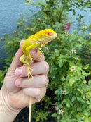 Crimson Red Albino Green Iguana 2026