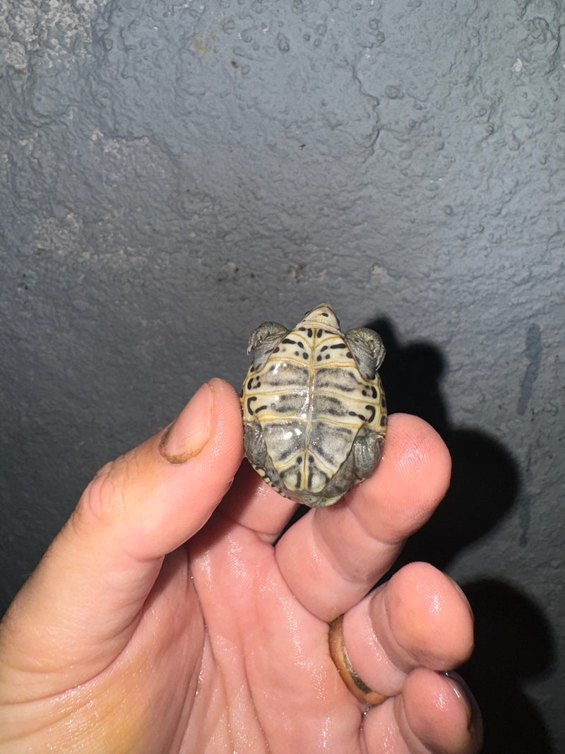 Hi White Concentric Diamondback Terrapin 2024