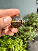 Pastel  Southern Painted Turtle 2026