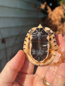 Golden Coin Box Turtle 2023