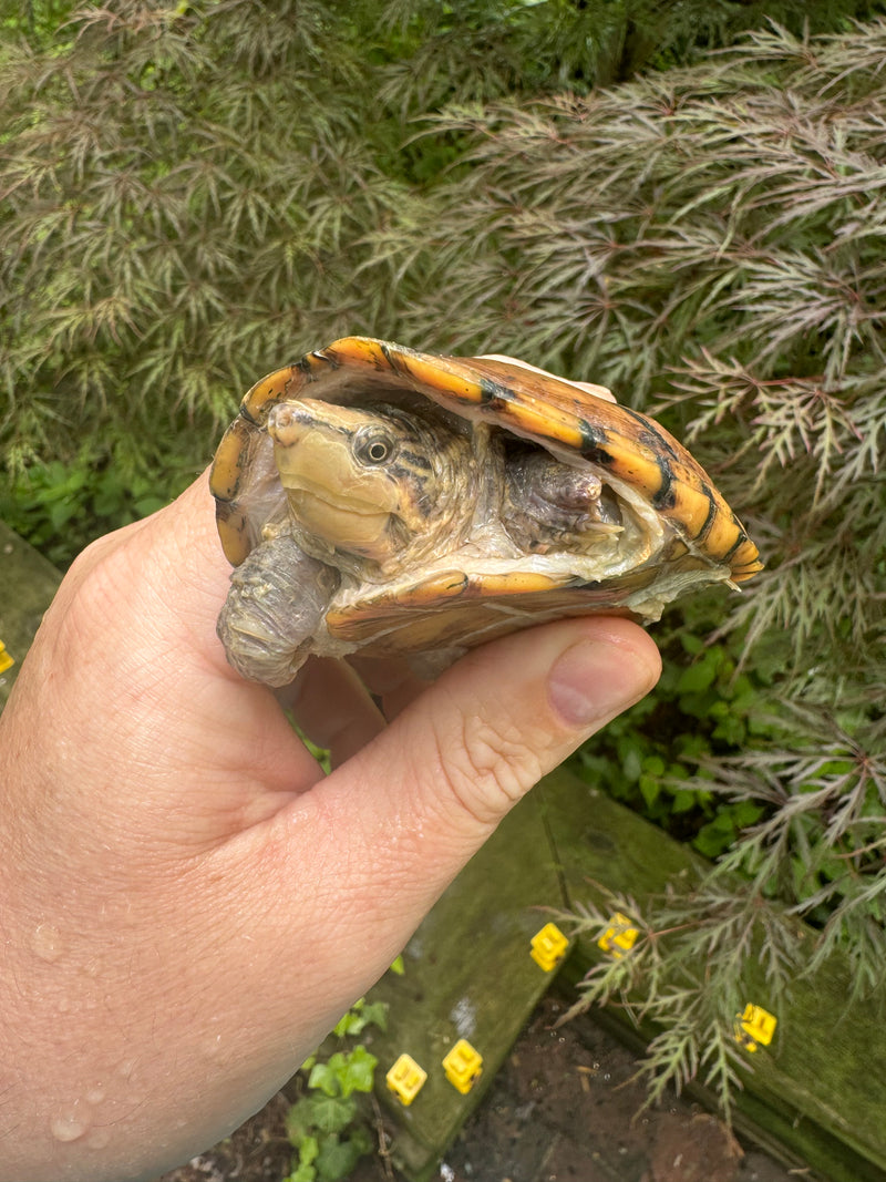 Hypo Stripe-necked Musk Turtle Adult Female
