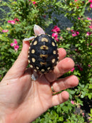 Ornate Diamondback Terrapin Female
