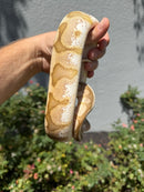 Banana Ball Python Mixed Morph Female