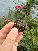 HI YELLOW Florida Box Turtle