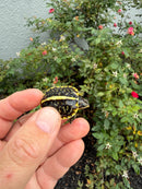 HI YELLOW Florida Box Turtle