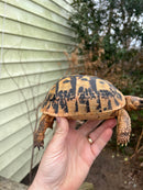 Jordanian Golden Greek Tortoise Female