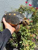 Red Foot Tortoise Adult Male