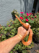 Red Salt Marsh Water Snake Adult Female