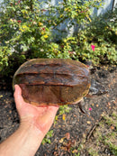 Mexican Giant Musk XXL Adult Pair