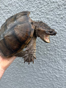 Florida Snapping Turtle Adult Female