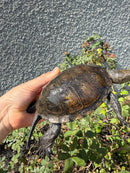 Franco-Italian Pond Turtle Adult Female