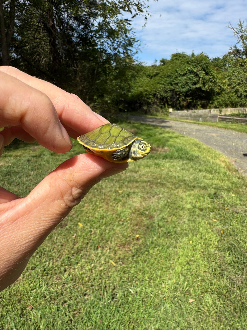 Green Ghost Penninsula Cooter Turtle Babies (Pseudemys peninsularis)