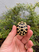 Sri Lankan Star Tortoise 2026