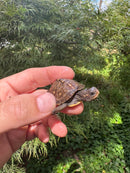 Hi Color Orange Baby Eastern Box Turtle